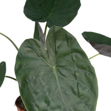 Meergroothandel Alocasia Wentii (Elefantenohr) - 70 cm, Ø19 cm