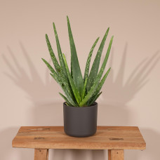 Meergroothandel Aloe Vera - 40 cm, Ø 12 cm