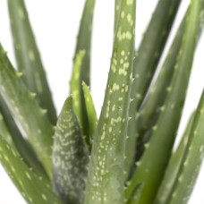 Meergroothandel Aloe Vera - 40 cm, Ø 12 cm