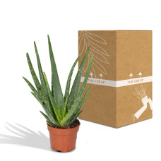 Meergroothandel Aloe Vera - 40 cm, Ø 12 cm