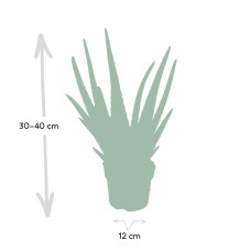 Meergroothandel Aloe Vera - 40 cm, Ø 12 cm