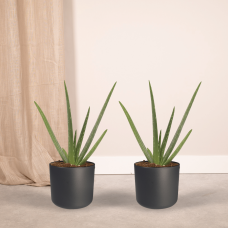 Meergroothandel Aloe Vera 2er Set - 40 cm, Ø 12 cm