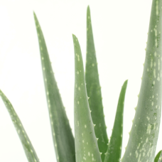 Meergroothandel Aloe Vera 2er Set - 40 cm, Ø 12 cm