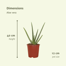 Meergroothandel Aloe Vera 2er Set - 40 cm, Ø 12 cm