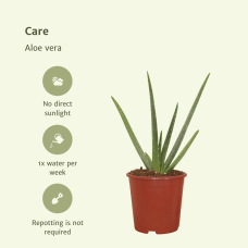 Meergroothandel Aloe Vera 2er Set - 40 cm, Ø 12 cm