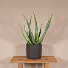 Meergroothandel Aloe Vera - 50 cm, Ø 14 cm