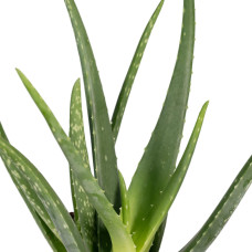 Meergroothandel Aloe Vera - 50 cm, Ø 14 cm