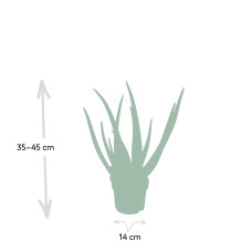 Meergroothandel Aloe Vera - 50 cm, Ø 14 cm