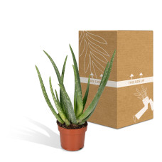 Meergroothandel Aloe Vera - 50 cm, Ø 14 cm