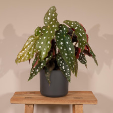 Meergroothandel Begonia Maculata (Blattbegonie) - 20 cm, Ø12 cm