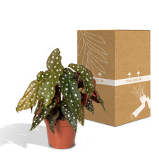 Meergroothandel Begonia Maculata (Blattbegonie) - 20 cm, Ø12 cm