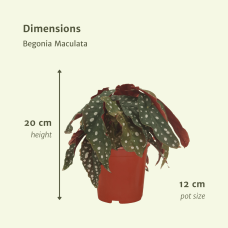 Meergroothandel Begonia Maculata (Blattbegonie) 2er Set - 20 cm, Ø12 cm