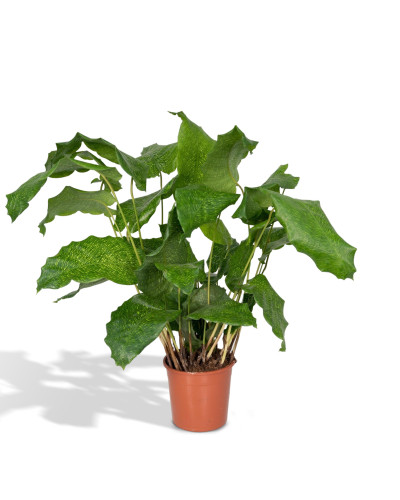 Meergroothandel Calathea Network - 30cm, Ø 14 cm