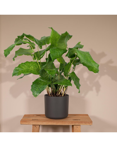 Meergroothandel Calathea Network - 30cm, Ø 14 cm