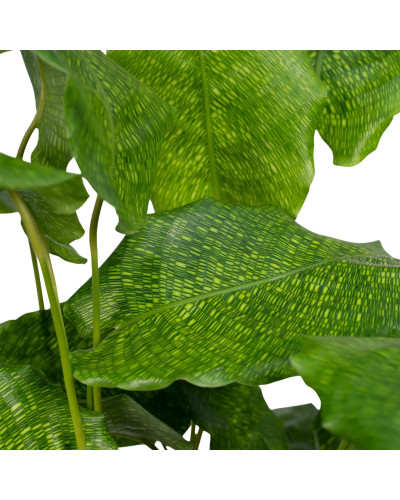 Meergroothandel Calathea Network - 30cm, Ø 14 cm