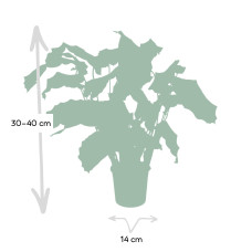 Meergroothandel Calathea Network - 30cm, Ø 14 cm
