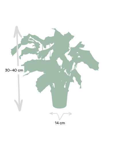 Meergroothandel Calathea Network - 30cm, Ø 14 cm