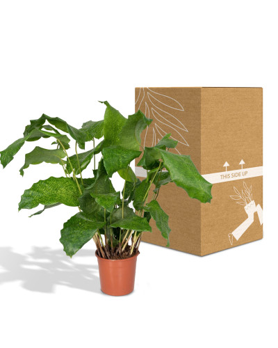 Meergroothandel Calathea Network - 30cm, Ø 14 cm