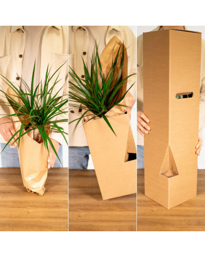 Meergroothandel Calathea Network - 30cm, Ø 14 cm
