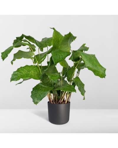 Meergroothandel Calathea Network - 30cm, Ø 14 cm
