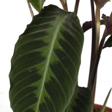 Meergroothandel Calathea Warscewiczii - 70 cm, Ø 19 cm