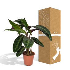 Meergroothandel Calathea Warscewiczii - 70 cm, Ø 19 cm