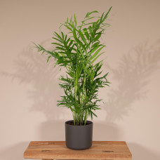 Meergroothandel Chamaedorea Elegans (Mexikanische Bergpalme) - 40 cm, Ø12 cm