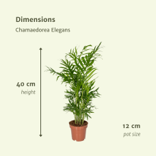 Meergroothandel Chamaedorea Elegans (Mexikanische Bergpalme) 2er Set - 40 cm, Ø12 cm