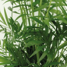 Meergroothandel Chamaedorea Elegans (Mexikanische Bergpalme) 2er Set - 55 cm, Ø17 cm