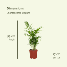 Meergroothandel Chamaedorea Elegans (Mexikanische Bergpalme) 2er Set - 55 cm, Ø17 cm