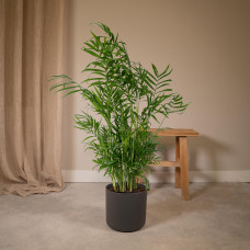 Meergroothandel Chamaedorea Elegans (Mexikanische Bergpalme) - 55 cm, Ø17 cm