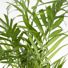 Meergroothandel Chamaedorea Elegans (Mexikanische Bergpalme) - 55 cm, Ø17 cm