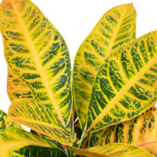 Meergroothandel Codiaeum Petra (Kroton) - 45 cm, Ø17 cm