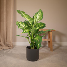 Meergroothandel Dieffenbachia Tropic Snow (Dieb von Bagdad) - 50 cm, Ø17 cm