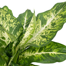 Meergroothandel Dieffenbachia Tropic Snow (Dieb von Bagdad) - 50 cm, Ø17 cm