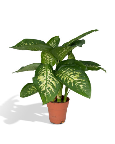 Meergroothandel Dieffenbachia Tropic Snow (Dieb von Bagdad) - 60 cm, Ø19 cm