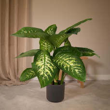 Meergroothandel Dieffenbachia Tropic Snow (Dieb von Bagdad) - 60 cm, Ø19 cm