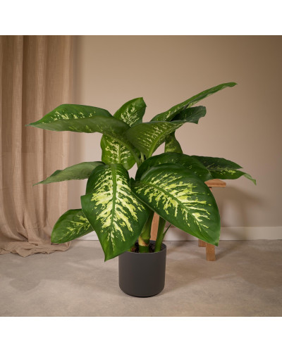 Meergroothandel Dieffenbachia Tropic Snow (Dieb von Bagdad) - 60 cm, Ø19 cm