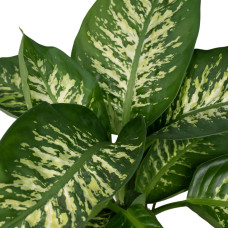 Meergroothandel Dieffenbachia Tropic Snow (Dieb von Bagdad) - 60 cm, Ø19 cm