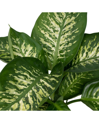 Meergroothandel Dieffenbachia Tropic Snow (Dieb von Bagdad) - 60 cm, Ø19 cm