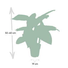 Meergroothandel Dieffenbachia Tropic Snow (Dieb von Bagdad) - 60 cm, Ø19 cm