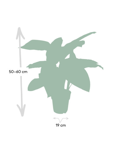 Meergroothandel Dieffenbachia Tropic Snow (Dieb von Bagdad) - 60 cm, Ø19 cm