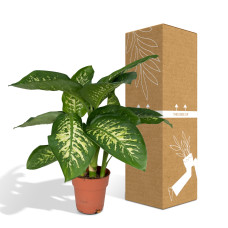 Meergroothandel Dieffenbachia Tropic Snow (Dieb von Bagdad) - 60 cm, Ø19 cm