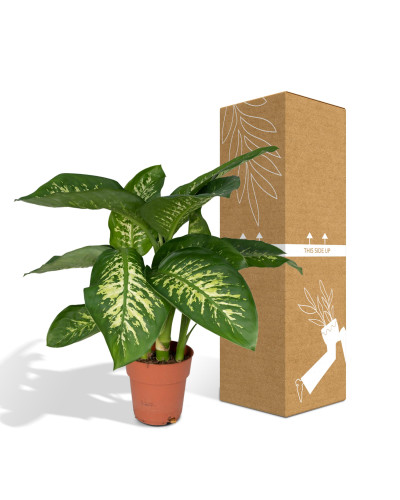 Meergroothandel Dieffenbachia Tropic Snow (Dieb von Bagdad) - 60 cm, Ø19 cm