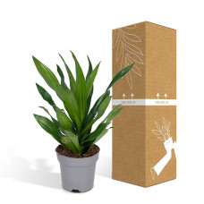 Meergroothandel Dracaena Fragrans Grün - 50-60 cm, Ø 17 cm