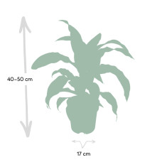 Meergroothandel Dracaena Fragrans Grün Gelb - 40 cm, Ø 17 cm