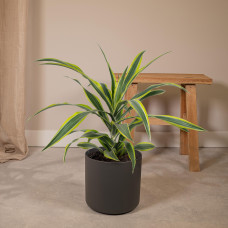 Meergroothandel Dracaena Fragrans Lemon Lime - 40 cm, Ø 17 cm