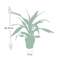 Meergroothandel Dracaena Fragrans Lemon Lime - 40 cm, Ø 17 cm