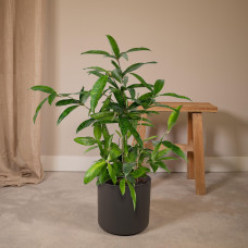 Meergroothandel Dracaena Surculosa - 60 cm, Ø 17 cm