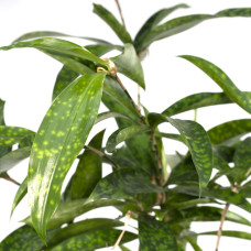 Meergroothandel Dracaena Surculosa - 60 cm, Ø 17 cm